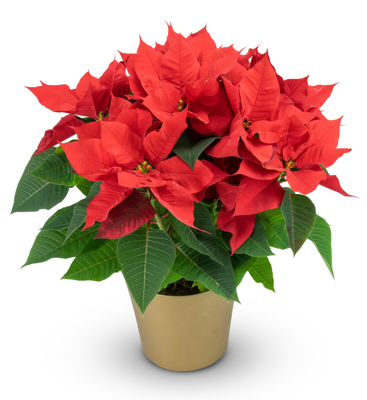 POINSETTIA_IMG_7459_eRGB.png